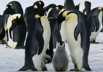 Penguin Kaisar, Penguin yang Rela Tidak Makan untuk Mengerami Telurnya