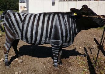 Untuk Membuktikan Fungsi Pola Garis pada Zebra, Peneliti Membuat Pola yang Sama pada Sapi
