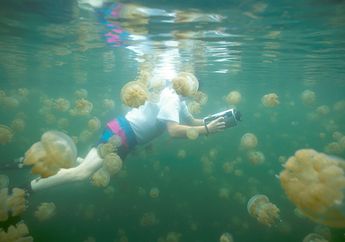 Ingin Snorkeling Bersama Jutaan Ubur-Ubur? Di Sini Tempatnya