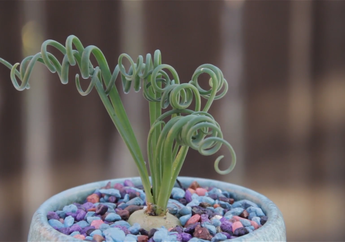 Mengenal Albuca spiralis, Tanaman Unik yang Daunnya Membentuk Spiral