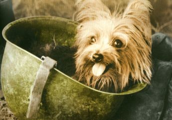 Kisah Anjing Kecil yang Berjasa Saat Perang Dunia II, Pernah Tahu?