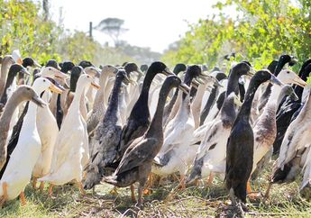Bebek-Bebek Ini Bekerja Menjadi Pembasmi Hama di Kebun Anggur