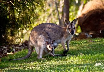 Selain untuk Membawa Anaknya, Apa Lagi Fungsi Kantung Hewan Marsupial? #AkuBacaAkuTahu