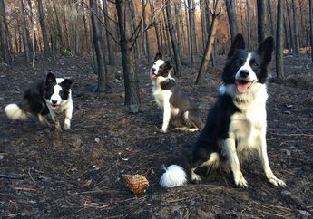 Wah, Anjing-Anjing Ini Membantu Mengembalikan Ekosistem Hutan di Chili!