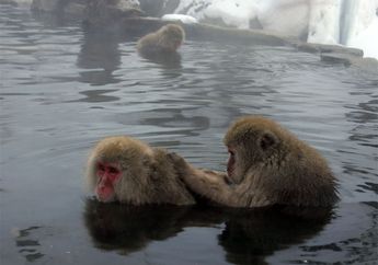 Unik, Jenis Monyet Ini Suka Berendam di Air Panas dan Tahan Dingin!