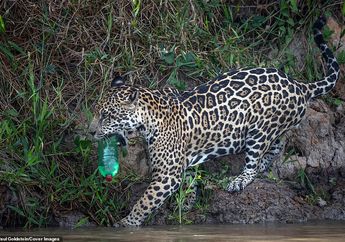 Sedih, Jaguar Ini Tertangkap Kamera Menggigit Sampah Plastik