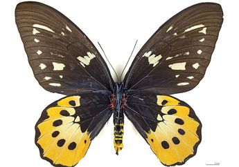 Goliath Birdwing, Jenis Kupu-Kupu Terbesar Kedua di Indonesia