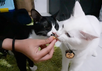 Bolehkah Kucing Makan Keju? Ini Faktanya
