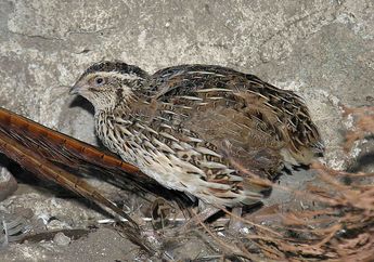 Meski Bisa Terbang, Burung Ini Lebih Suka di Darat, Burung Apa, ya?