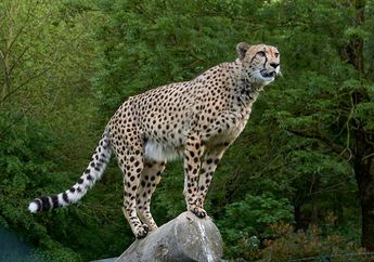 Gemas! Cheetah di Kebun Binatang San Diego Hidup dengan Ditemani Anjing