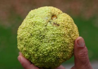 Buah Mirip Nangka Ini Seperti Otak yang Berwarna Hijau, Pernah Tahu?