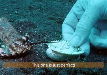 Gurita di Laut Indonesia Ini Membawa Sampah Plastik, Penyelam Mencoba Menukarnya dengan Kerang