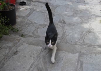 Banyak yang Belum Tahu, Kucing juga Ada yang Kidal! Ini Penjelasannya