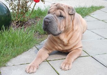 Anjing Jenis Shar Pei Memiliki Kulit yang Berkerut, Apa Sebabnya, ya?