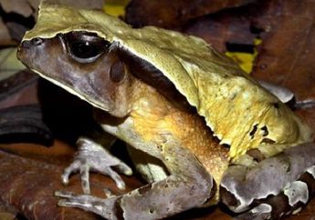 Untuk Menghindari Ular, Katak Raksasa Kongo Menyamar Menjadi Mirip Ular