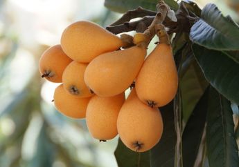 Buah Biwa, Buah Langka Asal Tiongkok yang Baik untuk Jantung