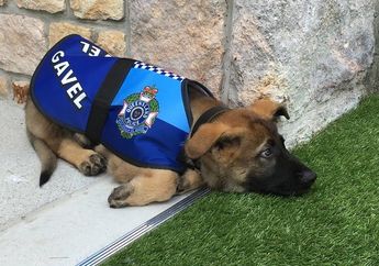 Karena Terlalu Ramah, Seekor Anjing Gagal Menjadi Anjing Polisi