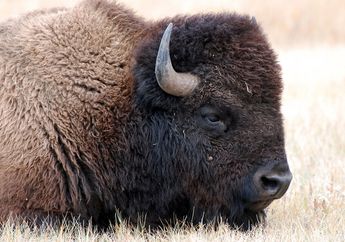 Bison Amerika, Hewan Terberat Amerika Utara yang Sempat Hampir Punah