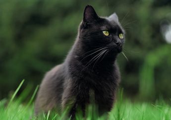 Kucing Hitam, Ini 5 Mitos Tentangnya di Berbagai Negara Dunia