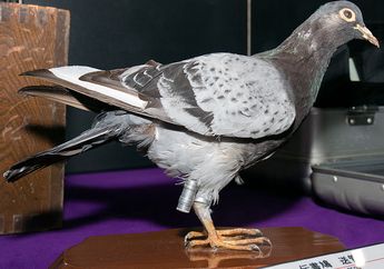 Bagaimana Cara Merpati Pos Tahu Harus Pergi Ke Mana Saat Mengirim Surat?