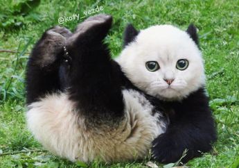 10 Wajah Hewan Ini Diubah Jadi Wajah Kucing, Lucu dan Gemas!