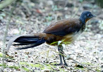 Terkenal Pemalu, Ternyata Burung Ini Punya Suara Merdu, Burung Apa?