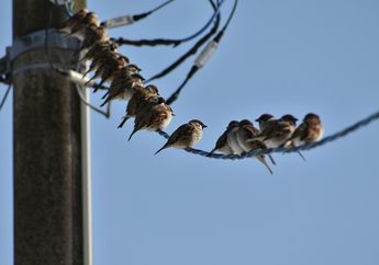 Mengapa Burung-Burung Suka Bertengger di Kabel Listrik? #AkuBacaAkuTahu