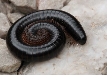 Mulai dari Perilaku Hingga Racunnya, Kelabang Berbeda dengan Kaki Seribu, Apa Lagi Perbedaan Keduanya, ya?