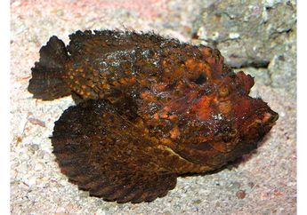 Hati-Hati, Ikan Menyerupai Batu Karang Ini Punya Racun Berbahaya!