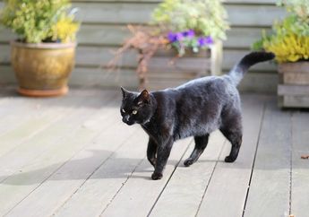 Kucing Hitam Sering Dihindari, Cari Tahu Serba-serbinya, yuk!