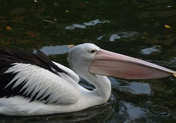 Kantong Besar Paruh Burung Pelikan Bukan untuk Menyimpan Makanan