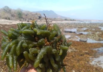 Hinga Mbeta, Hidangan Rumput Laut khas Masyarakat Etnis Rongga Flores