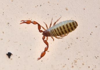 Hewan Mirip Kalajengking Ini Bisa Bertahan di Air Beku, Hewan Apa, ya?