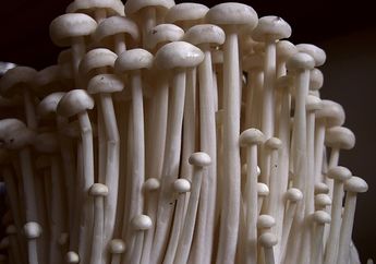Tidak Hanya Enak, Jamur Enoki Ternyata Bermanfaat untuk Jantung