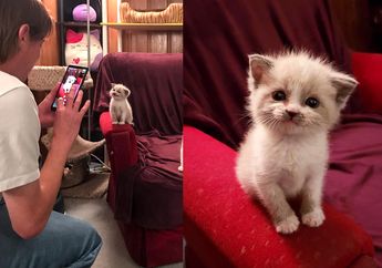 Anak Kucing Bernama Blossom Ini Viral Karena Tersenyum Saat Difoto, Pernah Lihat?