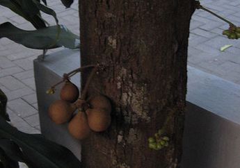 Buah Langka Ini Jadi Identitas Daerah Istimewa Yogyakarta, Pernah Tahu?