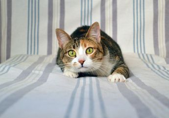 Mengapa Kucing Menggoyangkan Bokong Sebelum Menyerang atau Menerkam?