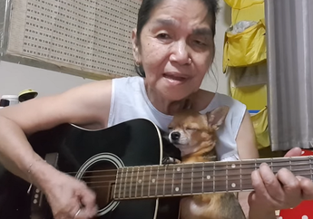 Seekor Anjing Chihuahua Setia Menemani Pemilknya Bernyanyi dan Bermain Gitar