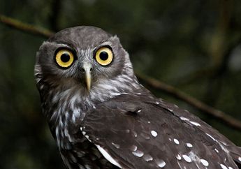 Pungguk Gonggong, si Burung Hantu yang Menggonggong, Pernah Dengar Suaranya?