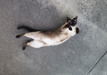 Sering Lihat Kucing Berguling di Lantai? Ternyata Ini Alasannya