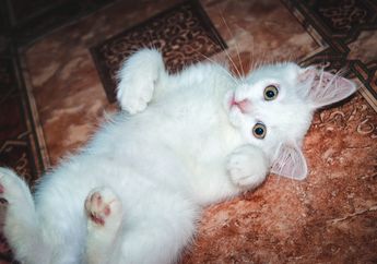 7 Tanda Kucing Suka dan Senang Berada di Dekat Kita, Apa Kucingmu Melakukan Hal Ini?