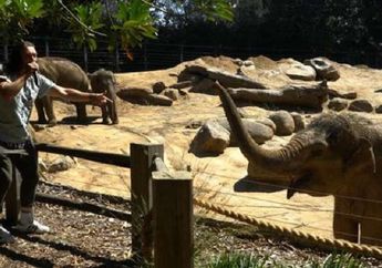Wah, Ada Konser Musik untuk Gajah di Kebun Binatang Melbourne