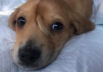 Dijuluki Unicorn Puppy, Seekor Anak Anjing Punya Ekor Tambahan di Dahi