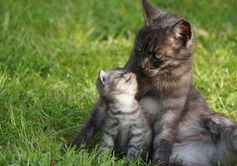Bolehkan Kita Membawa Anak Kucing dengan Cara Menyubit Bagian Tengkuknya?