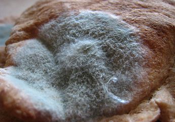 Penasaran Bagaimana Bisa Ada Jamur di Roti Tawar? Ini Penjelasannya!