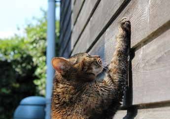 Kucing Punya Kebiasaan Suka Memijat, Kenapa Begitu? #AkuBacaAkuTahu