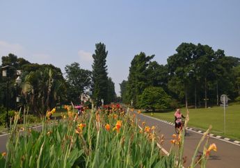 Jalan Astrid yang Bernuansa Bendera Belgia di Kebun Raya Bogor