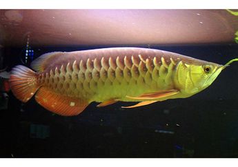 Dikenal Sebagai Ikan Hias, Ternyata Ikan Arwana Terancam Punah