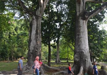 Pohon Randu Besar yang Tumbuh Berdampingan Ini Terlihat Seperti Kembar