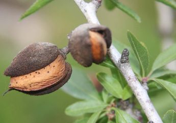 Sering Dikonsumsi Banyak Orang, Darimana Kacang Almond Berasal?